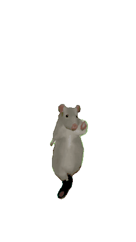 Dancing Rat